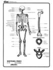 Sistema óseo c/n
