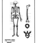 Sistema óseo s/n