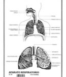 Aparato respiratorio c/n