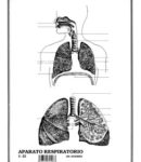 Aparato respiratorio s/n