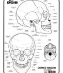 Cráneo humano c/n
