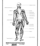 Músculos posteriores c/n