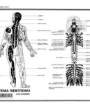 Sistema nervioso c/n