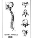 Columna vertebral s/n