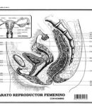 Aparato reproductor fem c/n