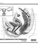 Aparato reproductor fem s/n