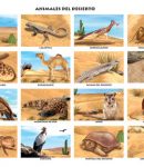 Animales del desierto (16 fig.)
