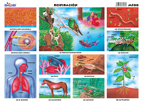 M500 Respiración (25 pzas)