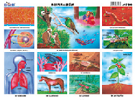 M500 Respiración (25 pzas)