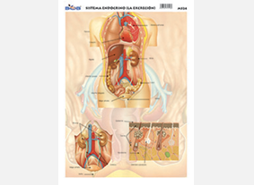 M524 Sistema endocrino / la excreción (25 pzas)
