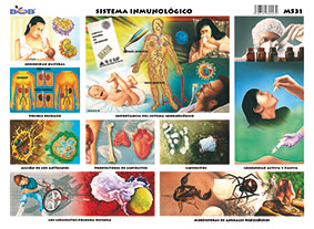 M531 Sistema inmunológico (25 pzas)