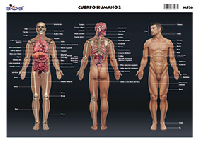 M536 Cuerpo humano 2 (25 pzas)