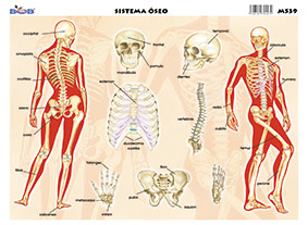 M539 Sistema óseo 2 (25 pzas)