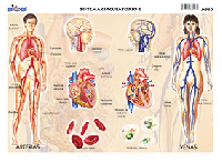 M540 Sistema circulatorio 2 (25 pzas)
