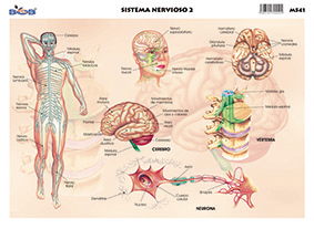 M541 Sistema nervioso 2 (25 pzas)
