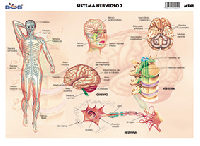 M541 Sistema nervioso 2 (25 pzas)
