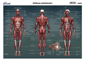 M542 Sistema muscular 2 (25 pzas)