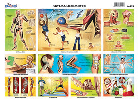 M555 Sistema locomotor (25 pzas)