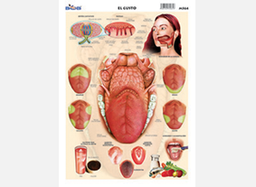 M564 Gusto (25 pzas)