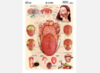 M564 Gusto (25 pzas)