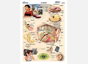 M565 Oído (25 pzas)