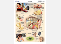 M565 Oído (25 pzas)