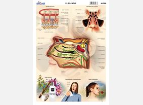 M566 Olfato (25 pzas)