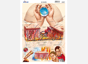 M567 Tacto (25 pzas)