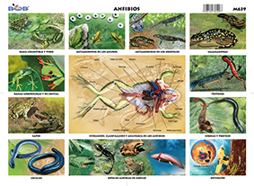 M639 Anfibios (25 pzas)