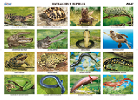 M647 Batracios y reptiles (25 pzas)