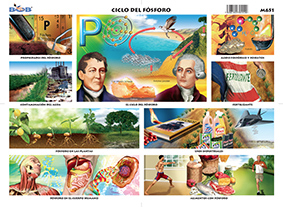 M651 Ciclo del fósforo (25 pzas)