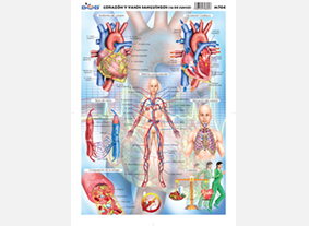 M704 Corazón y vasos sanguíneos (25 pzas)