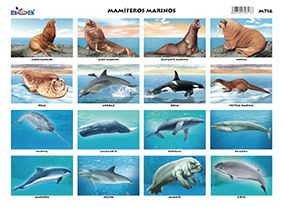 M716 Mamíferos marinos (25 pzas)