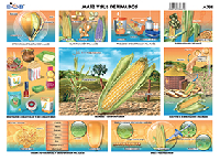 M731 Maíz y sus derivados (25 pzas)