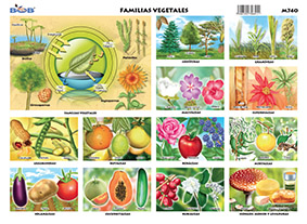 M740 Familias vegetales (25 pzas)