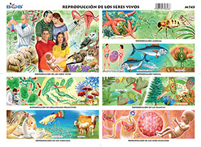 M745 Reproducción de los seres vivos (25 pzas)