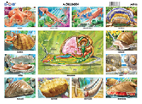 M746 Moluscos (25 pzas)