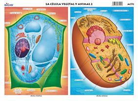M771 Célula vegetal y animal 2 (25 pzas)
