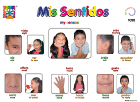 DK1028 Mis sentidos (25 pzas)