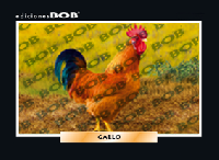 RV011 Gallo (50 pzas)