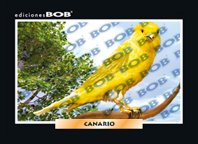 RV015 Canario (50 pzas)