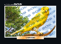 RV015 Canario (50 pzas)