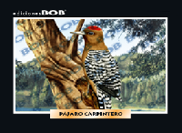RV017 Pájaro carpintero (50 pzas)