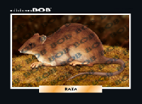 RV023 Rata (50 pzas)