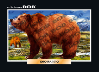 RV035 Oso pardo (50 pzas)