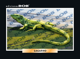 RV041 Lagarto (50 pzas)