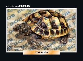 RV044 Tortuga (50 pzas)