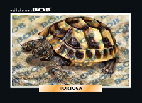 RV044 Tortuga (50 pzas)