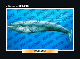 RV047 Ballena (50 pzas)