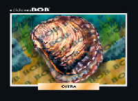 RV055 Ostra (50 pzas)